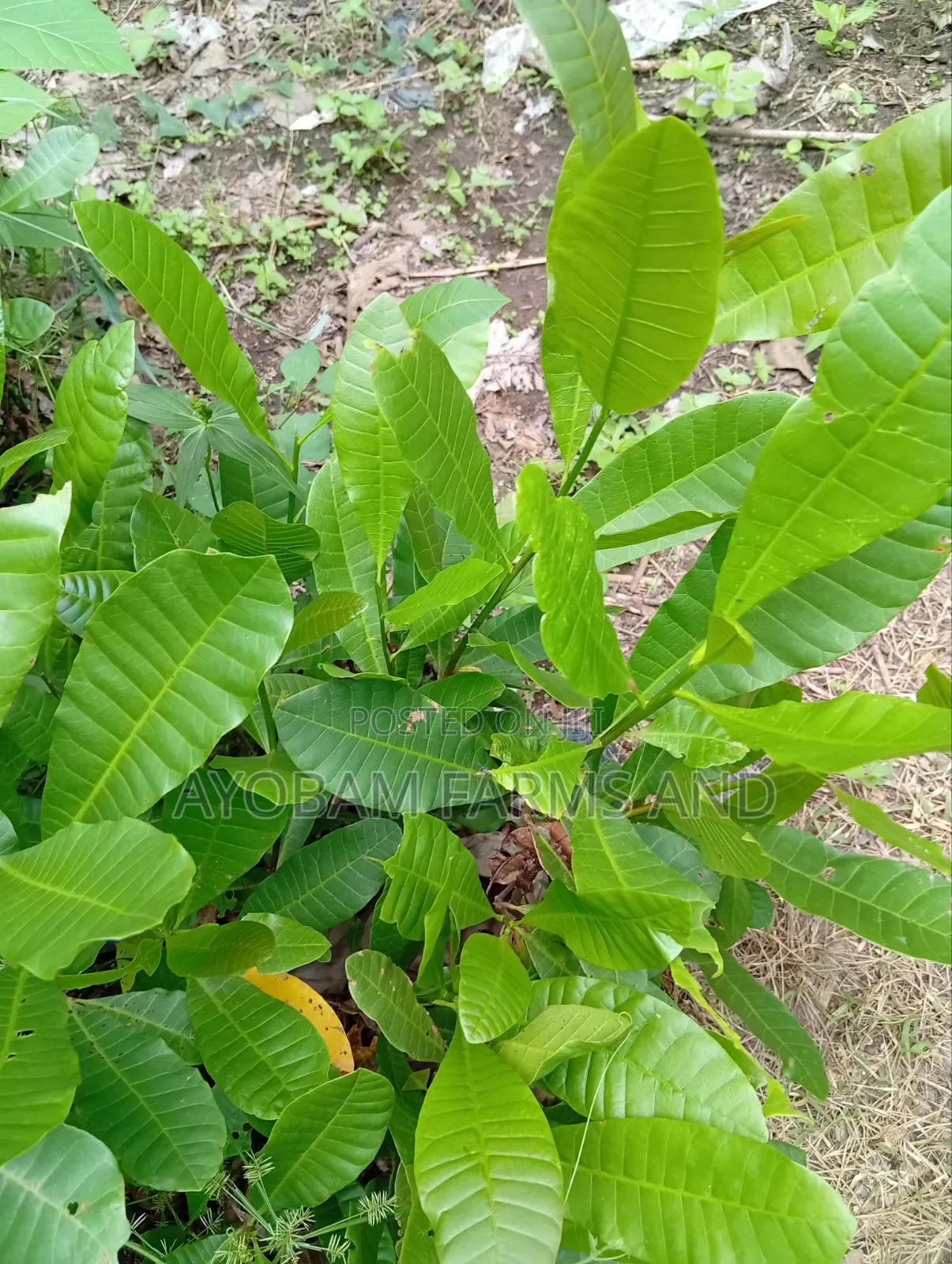 Hybrid Cashew Seedlings