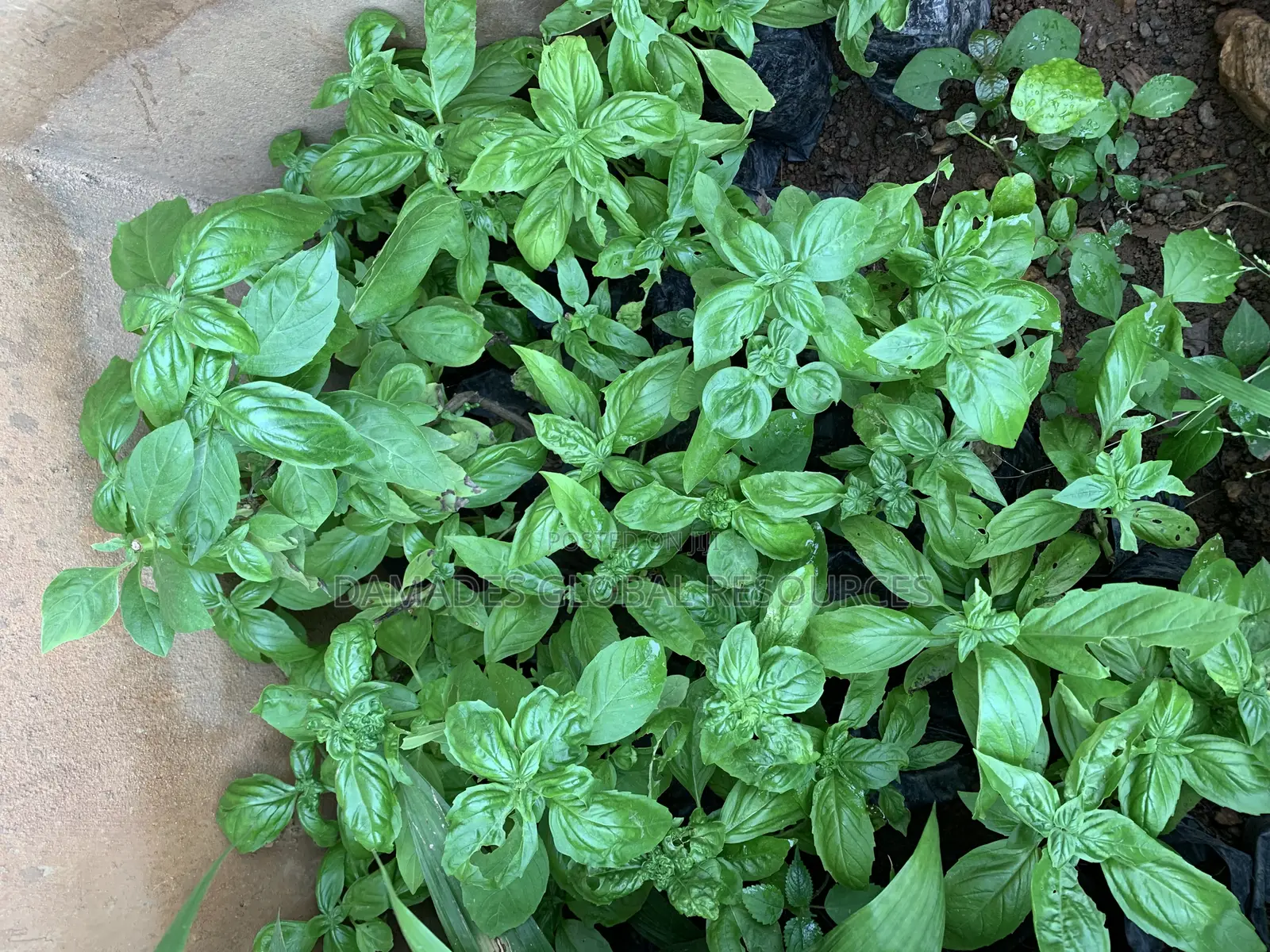 Sweet Basil Seedlings