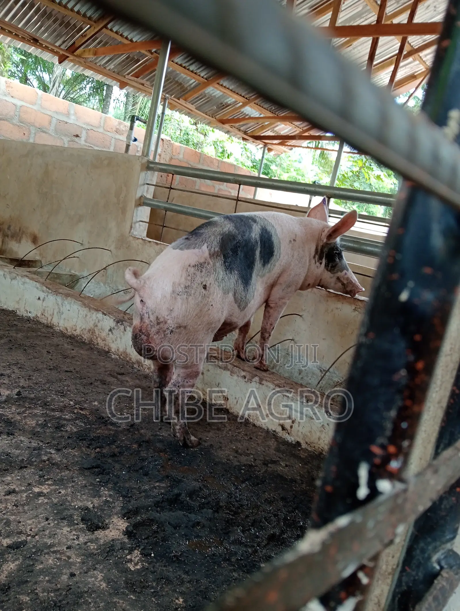Boar for Sale.