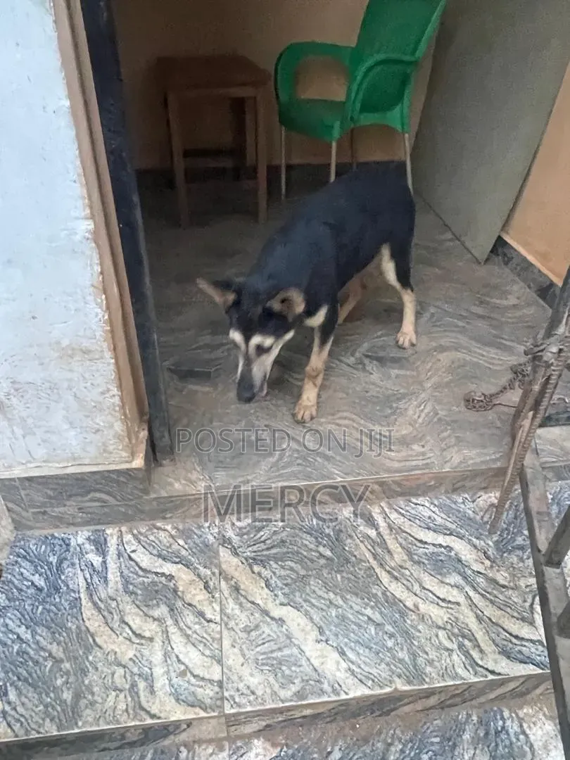 3-6 months Female Purebred German Shepherd