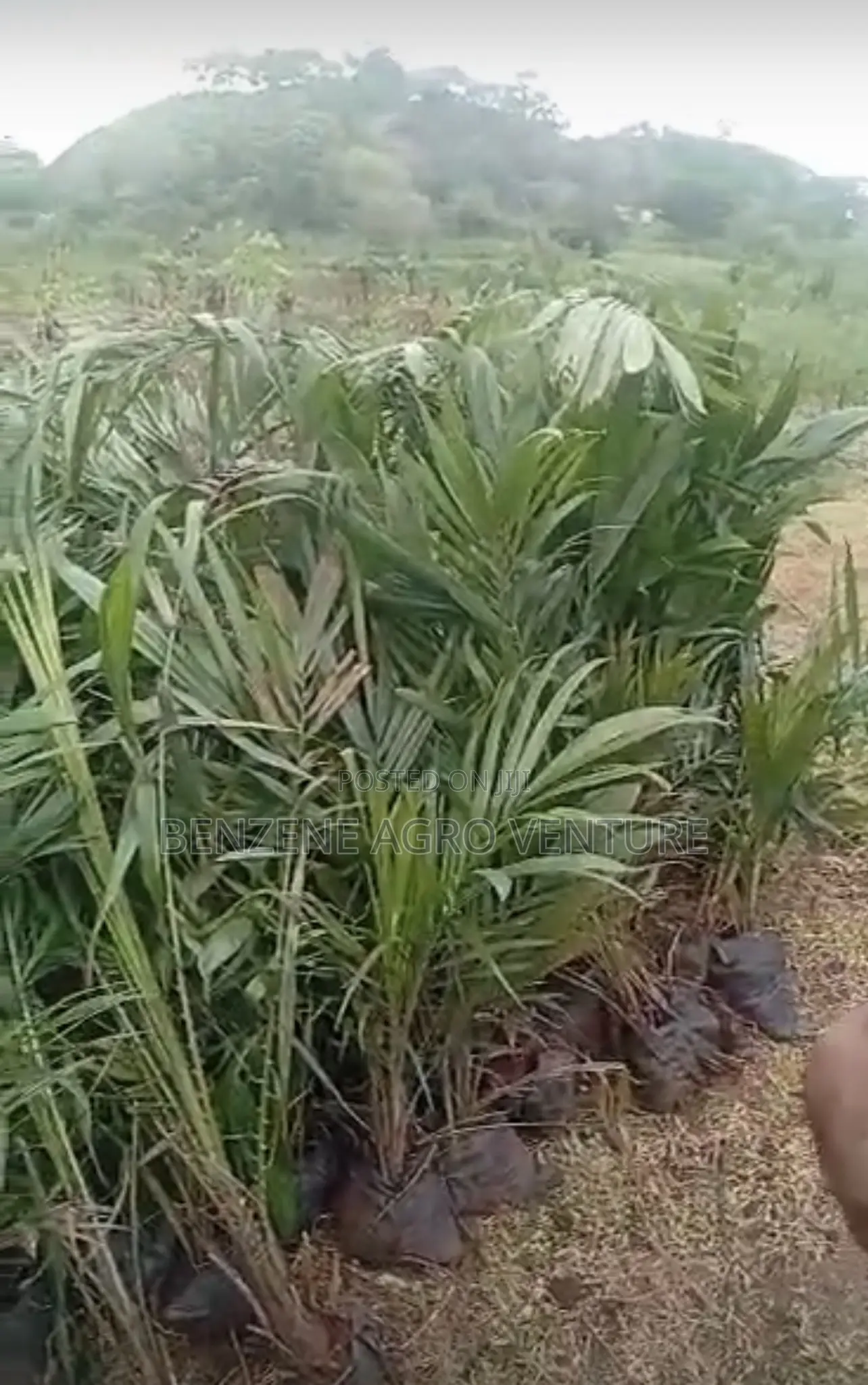 Tenera Palm Seedling