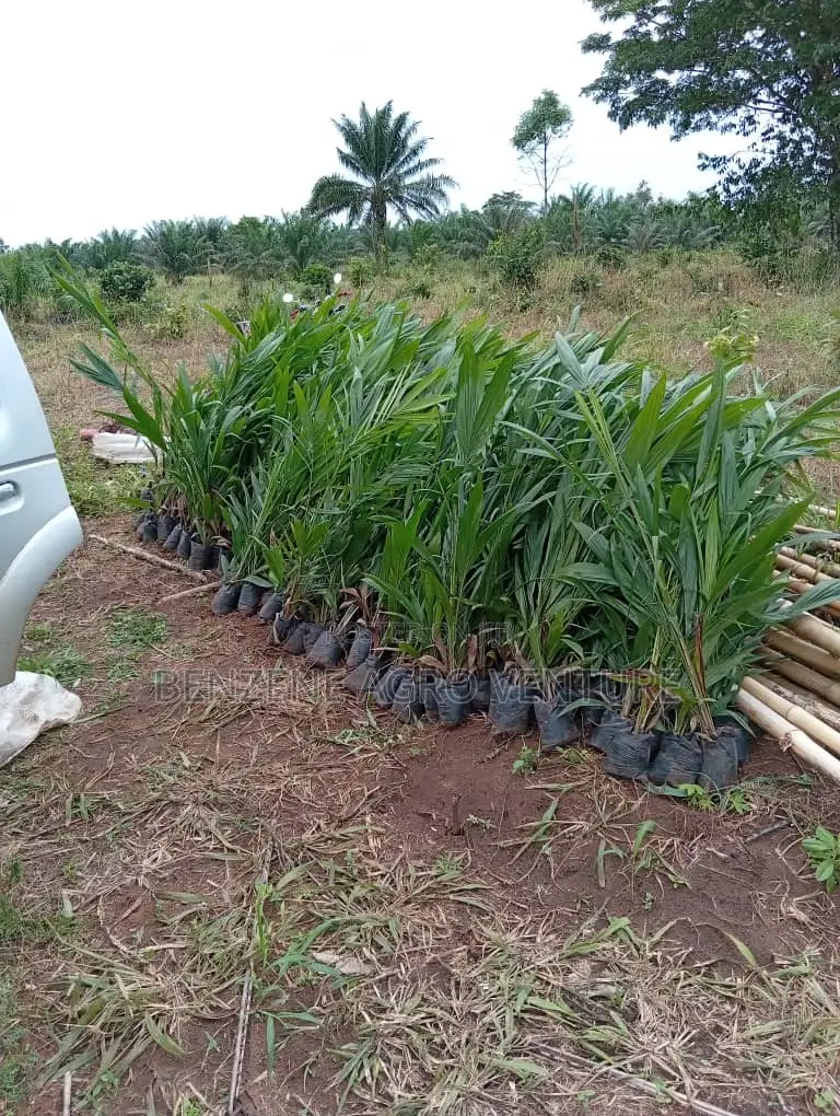 Tenera Palm Seedling