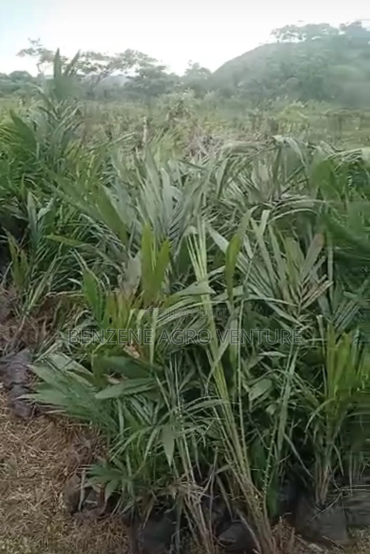 Tenera Palm Seedling