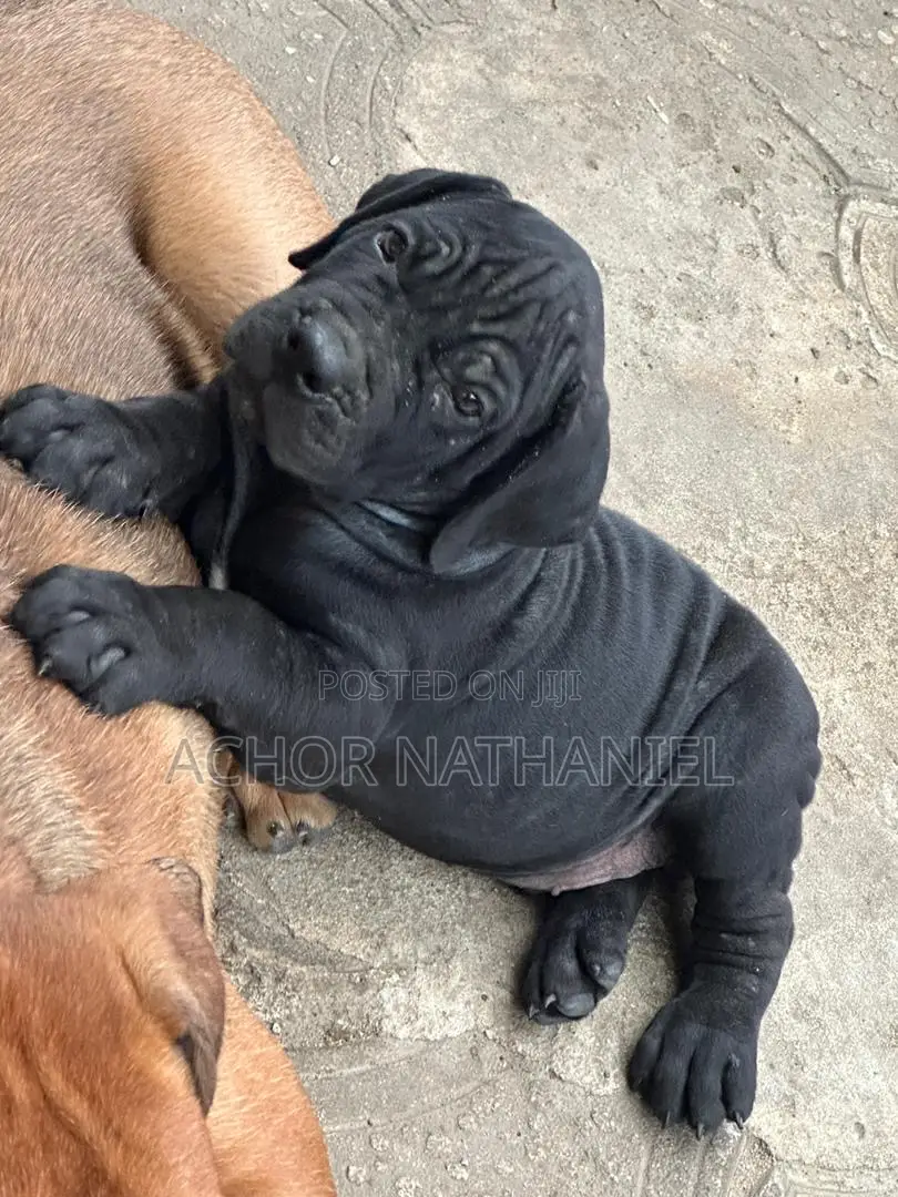 1-3 months Male Purebred Boerboel