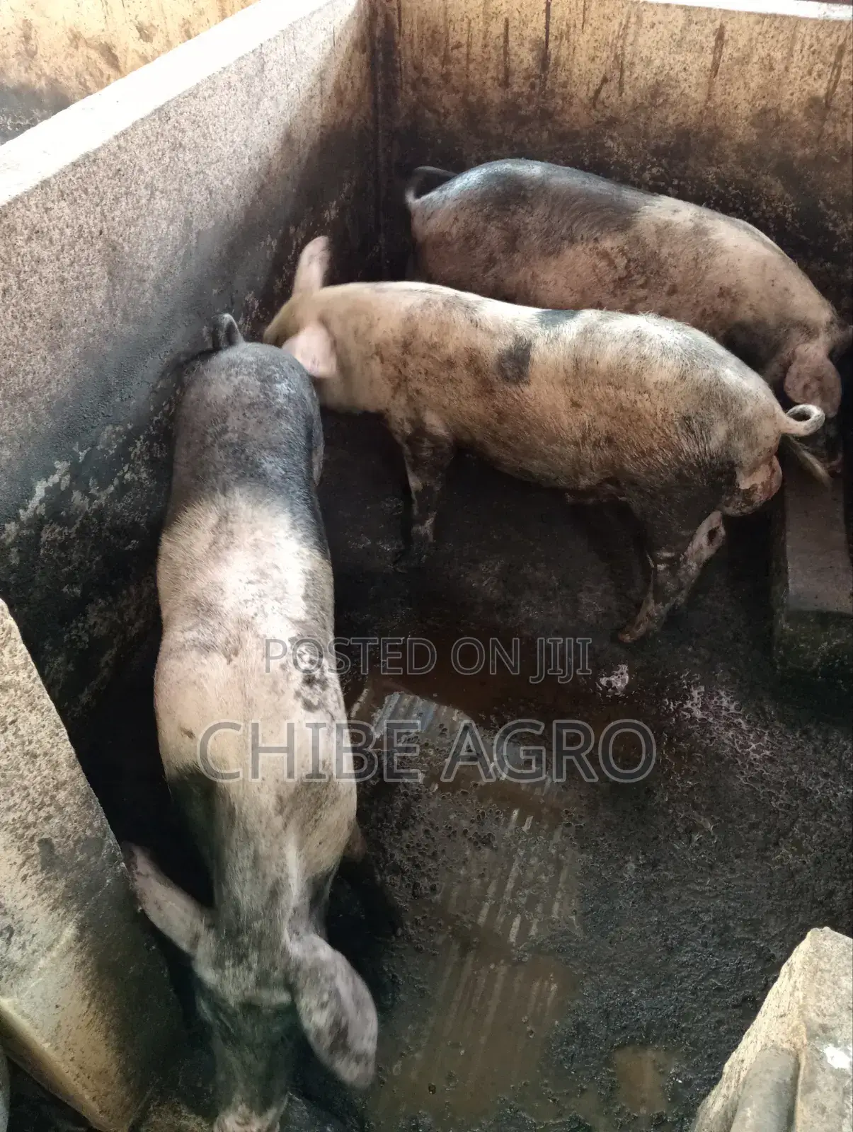 Boar for Sale.