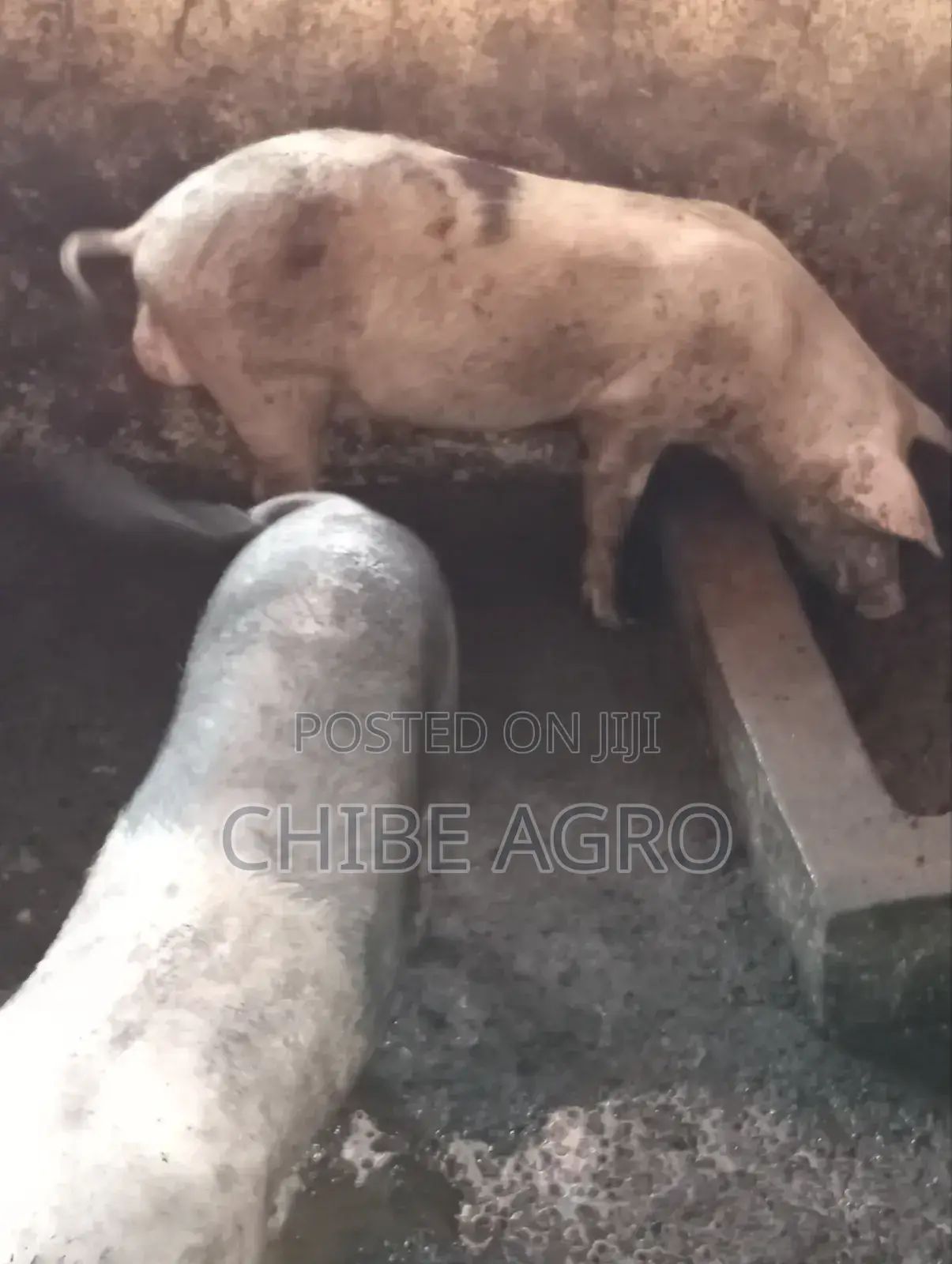 Boar for Sale.