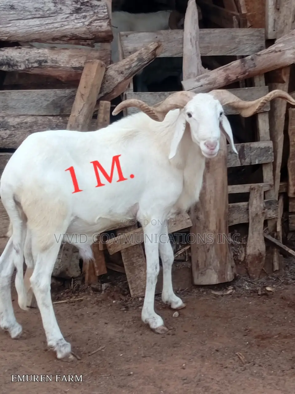Ileya Rams - Farm Raised at Emuren Farms