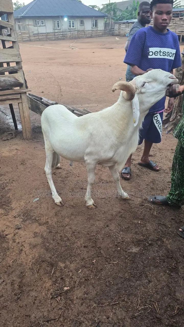 Ileya Rams - Farm Raised at Emuren Farms