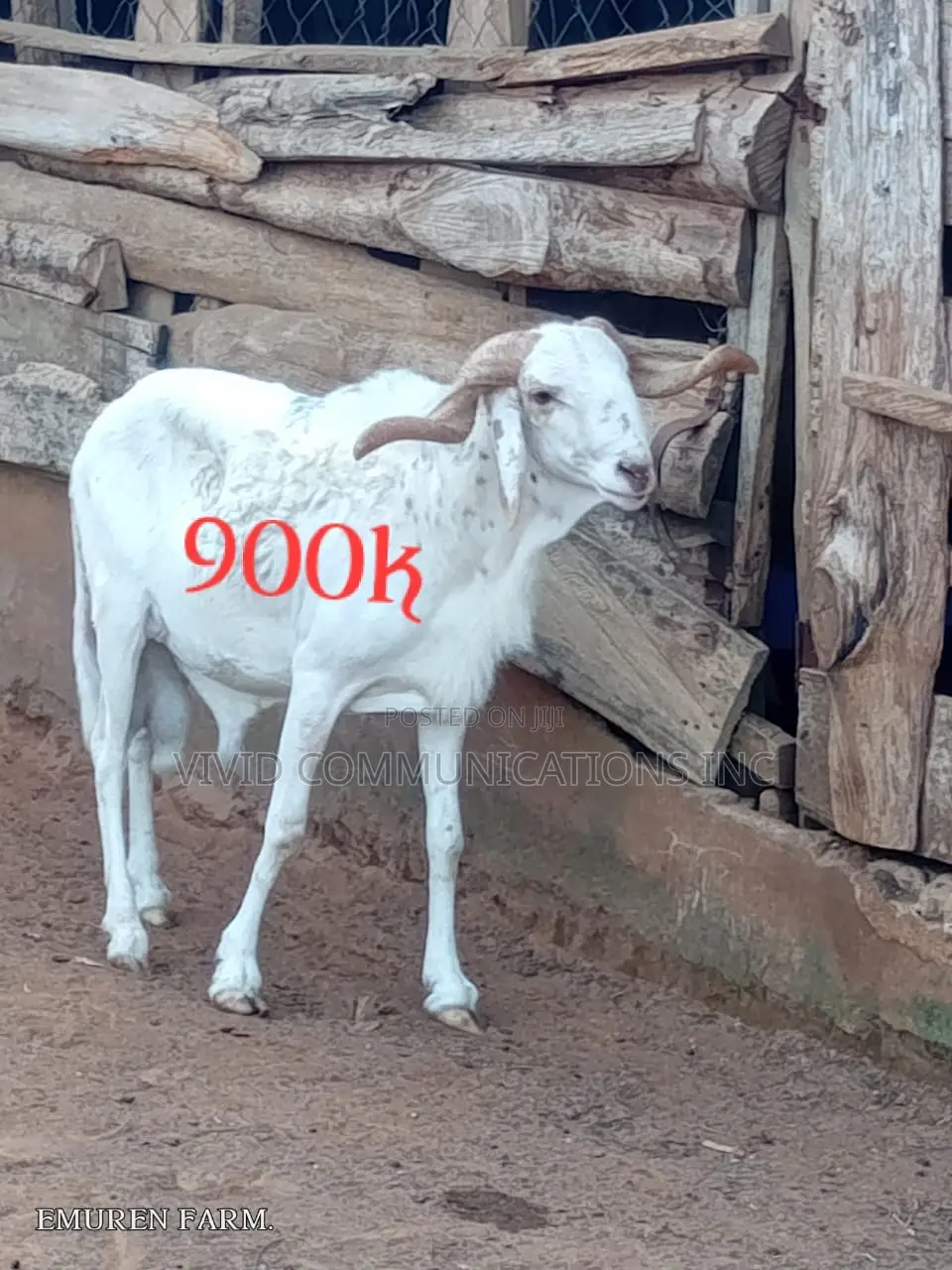 Ileya Rams - Farm Raised at Emuren Farms