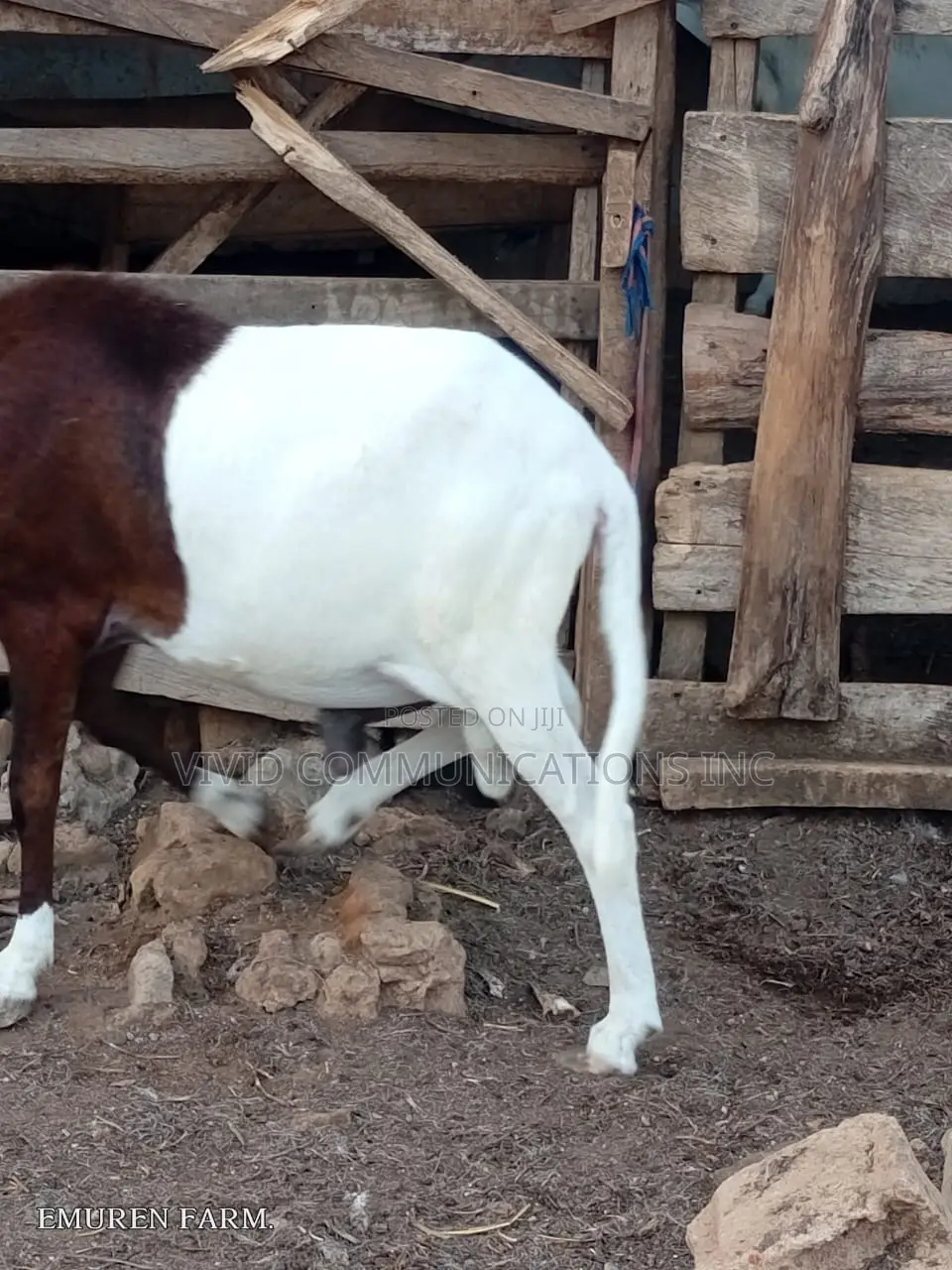 Ileya Rams - Farm Raised at Emuren Farms