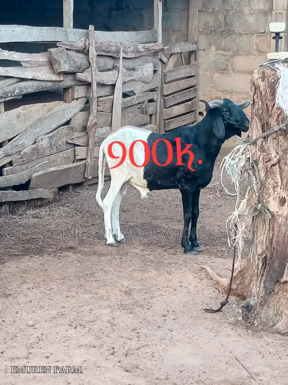 Ileya Rams - Farm Raised at Emuren Farms