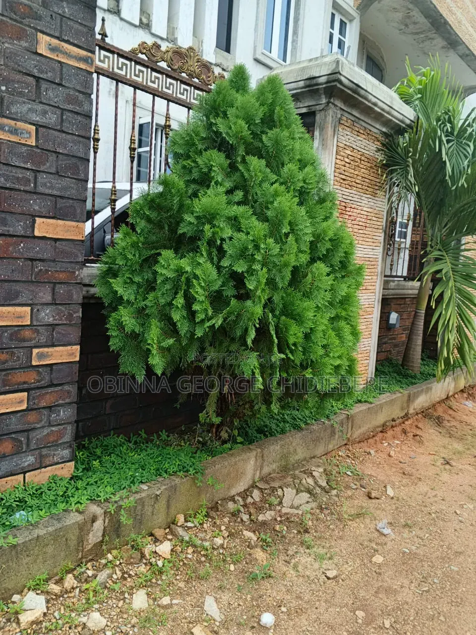 Garden Flowers