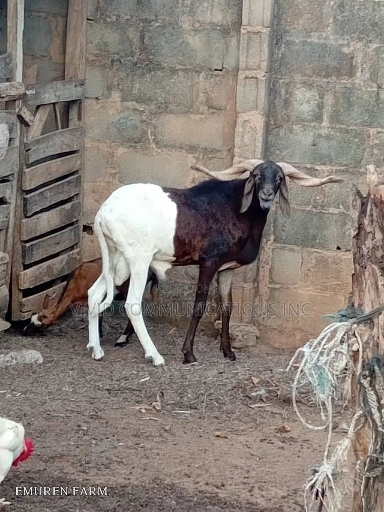 Farm Raised Ileya Ram - Emuren Farm