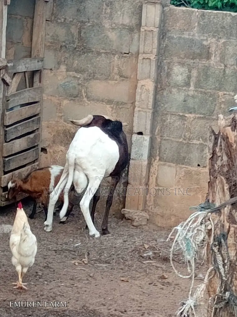 Farm Raised Ileya Ram - Emuren Farm
