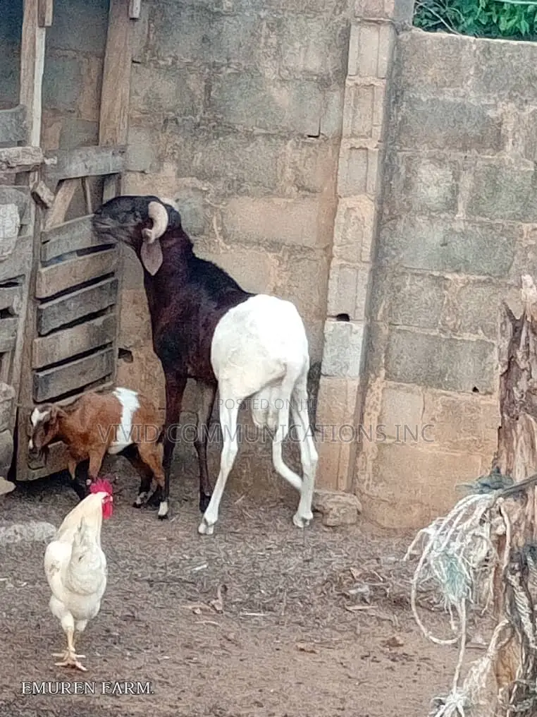 Farm Raised Ileya Ram - Emuren Farm