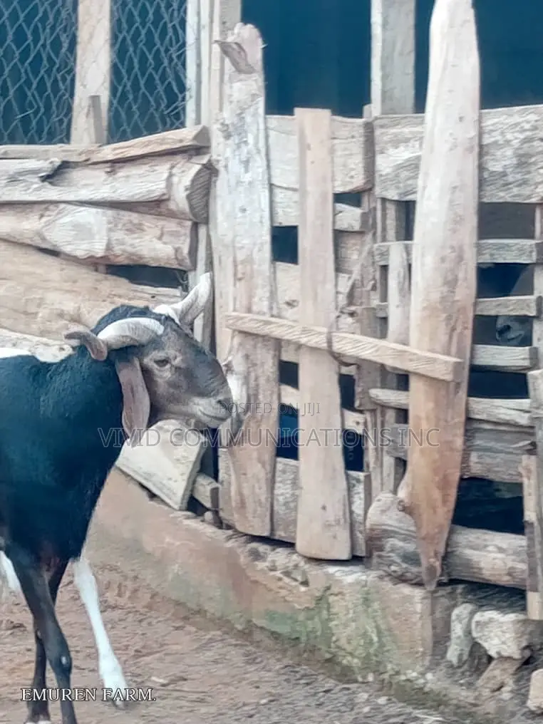 Farm Raised Ileya Ram - Emuren Farm
