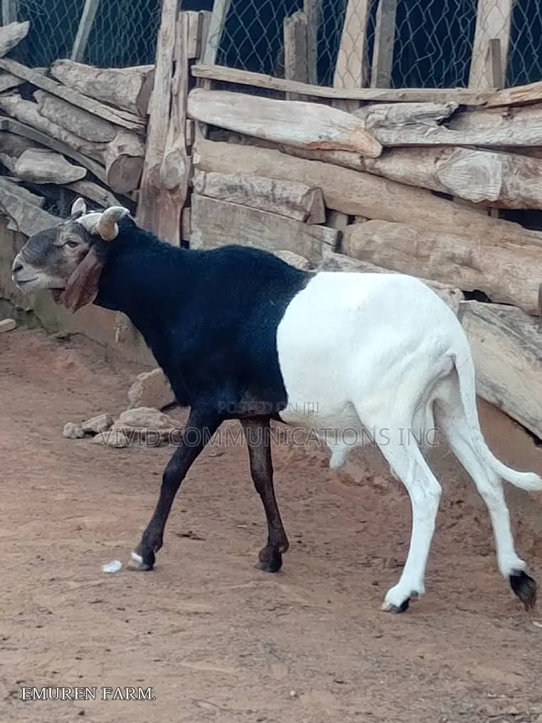 Farm Raised Ileya Ram - Emuren Farm