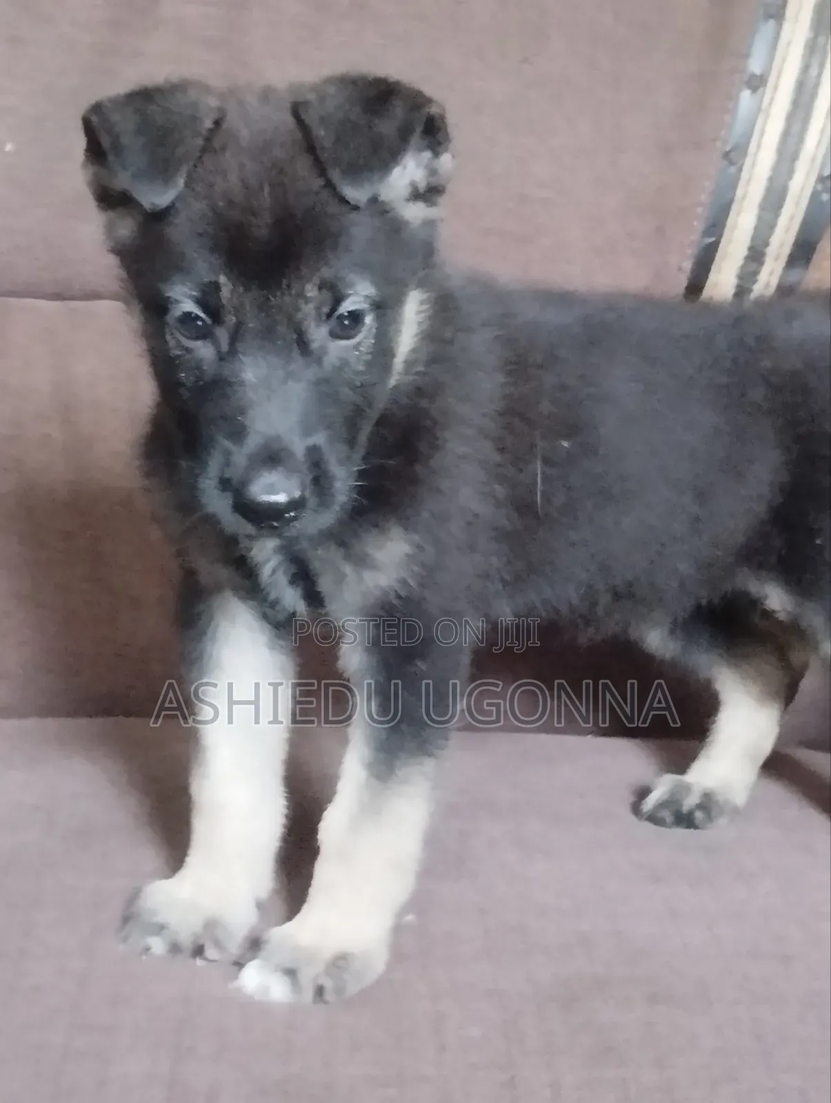 1-3 months Female Purebred German Shepherd