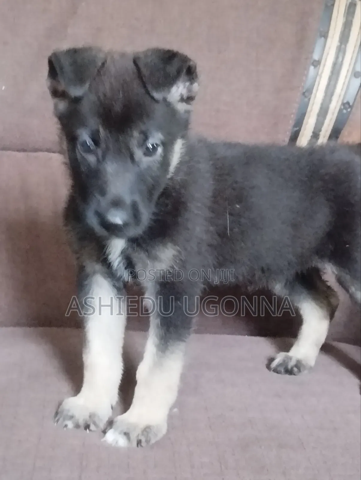 1-3 months Female Purebred German Shepherd