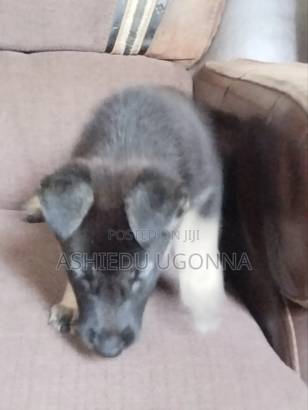 1-3 months Female Purebred German Shepherd