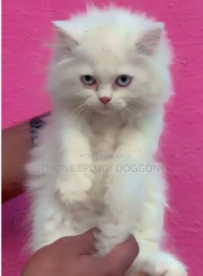 1-3 months Female Purebred Persian