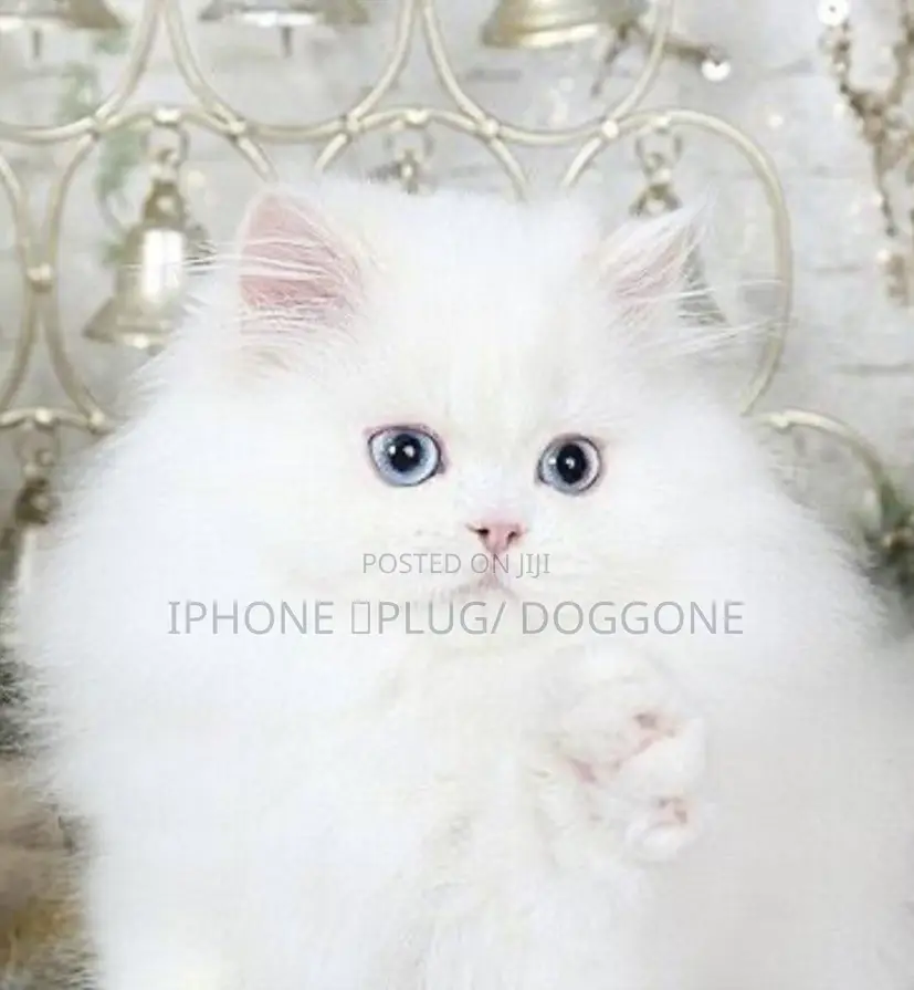 1-3 months Female Purebred Persian