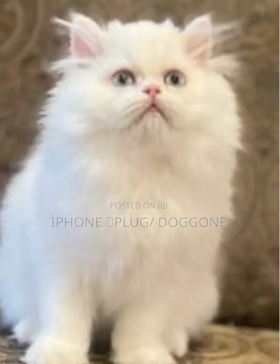 1-3 months Female Purebred Persian