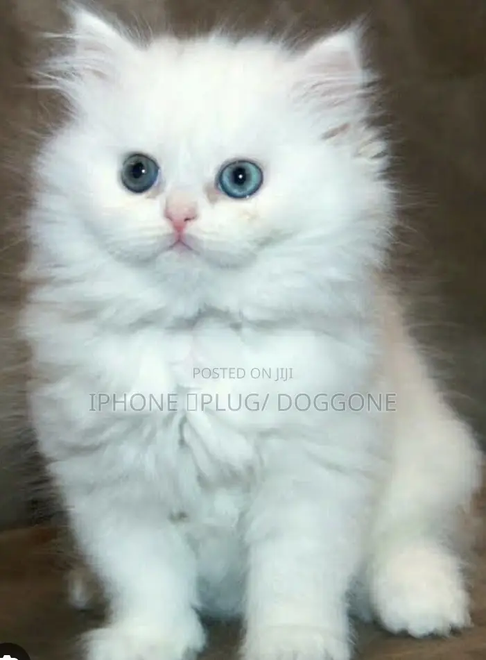1-3 months Female Purebred Persian