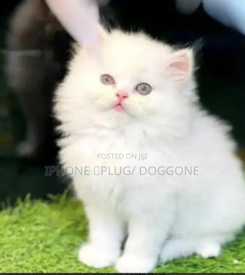 1-3 months Female Purebred Persian