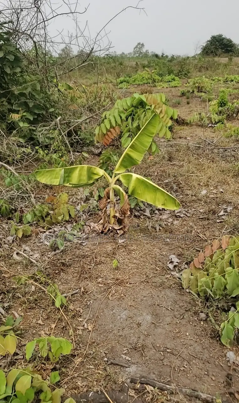 Own a Profitable Cocoa and Plantain Farm in Abeokuta | C of O