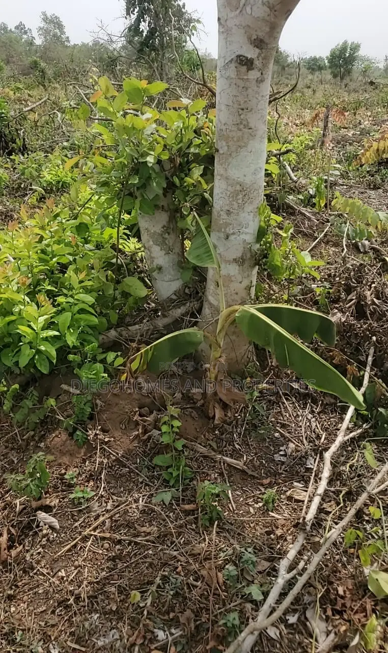 Own a Profitable Cocoa and Plantain Farm in Abeokuta | C of O