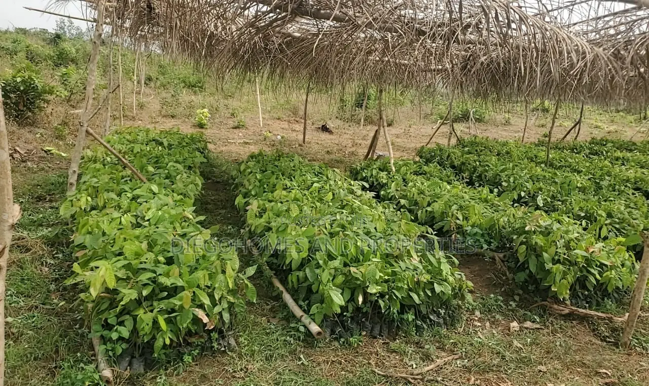 Own a Profitable Cocoa and Plantain Farm in Abeokuta | C of O