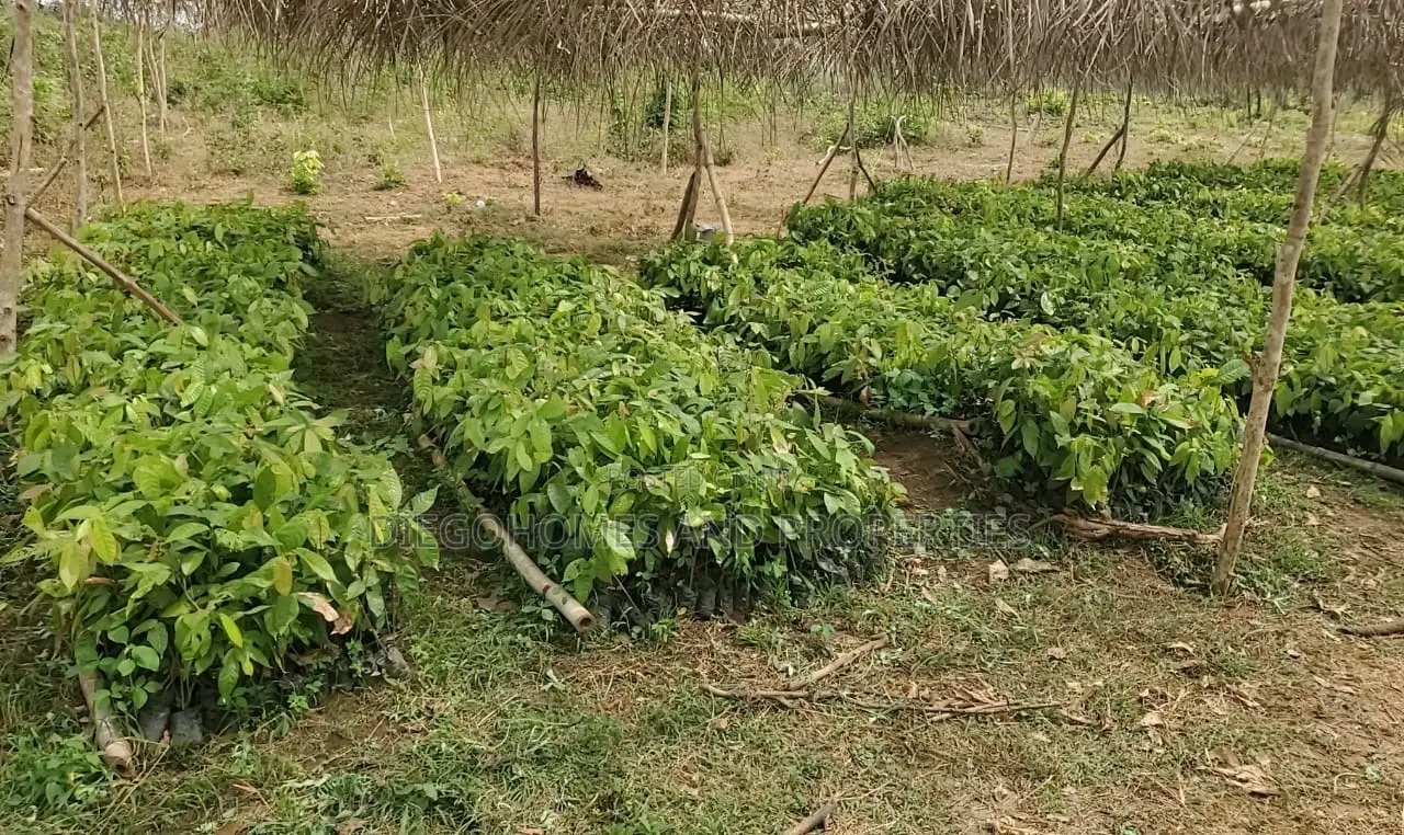 Own a Profitable Cocoa and Plantain Farm in Abeokuta | C of O
