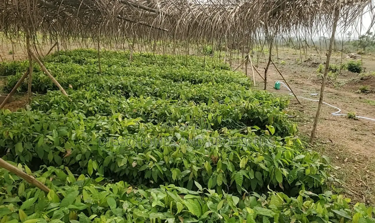 Own a Profitable Cocoa and Plantain Farm in Abeokuta | C of O