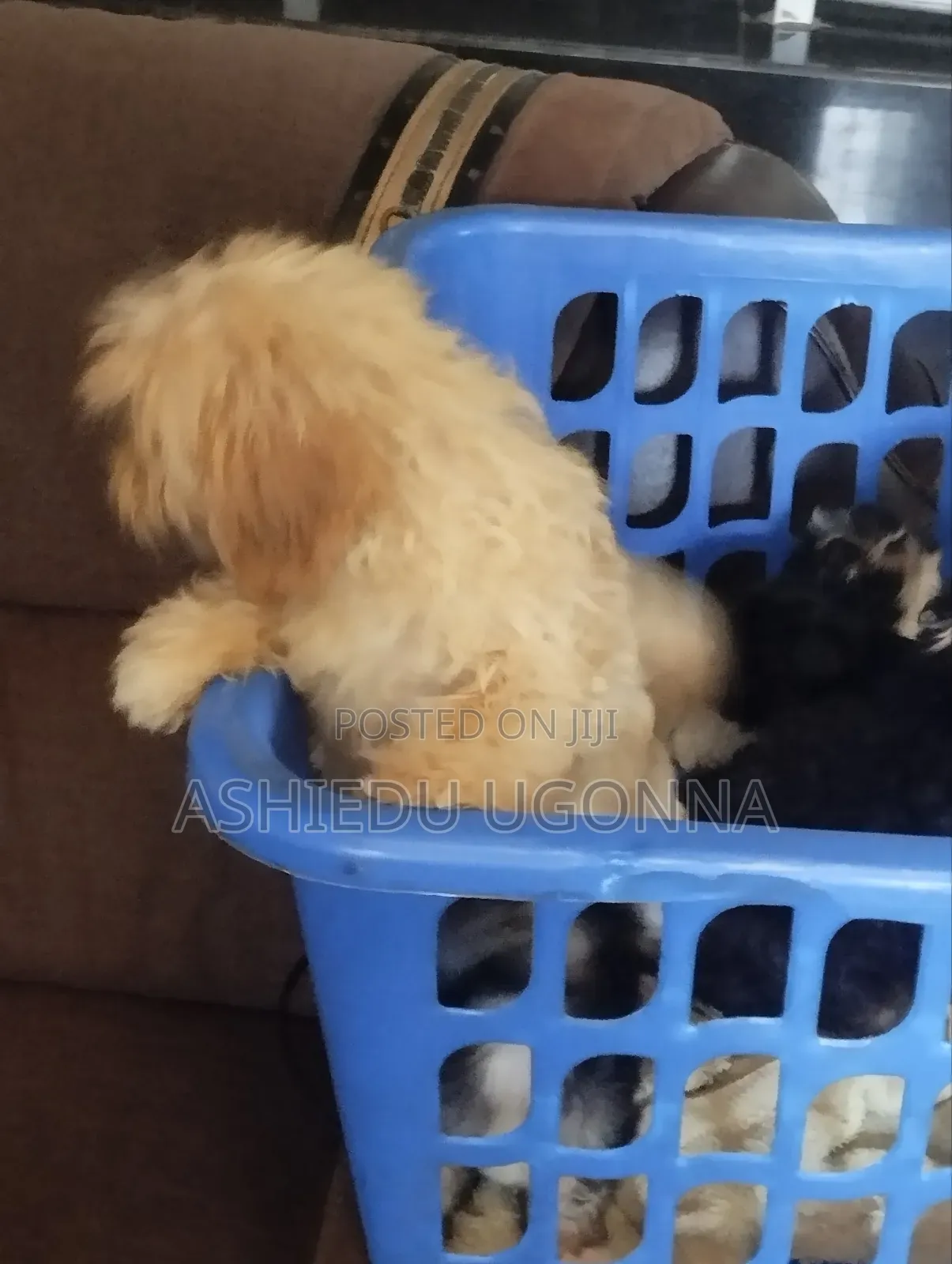 1-3 months Male Purebred Lhasa Apso