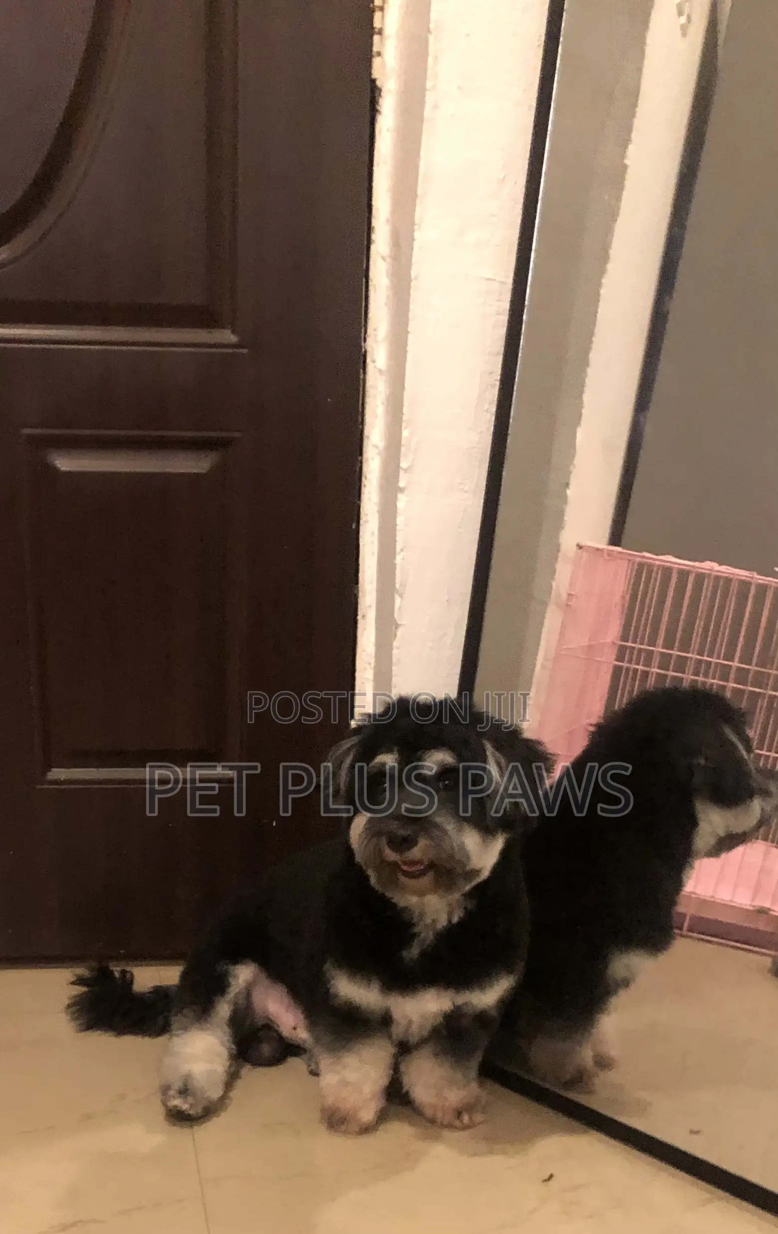 Home Service Pet Grooming