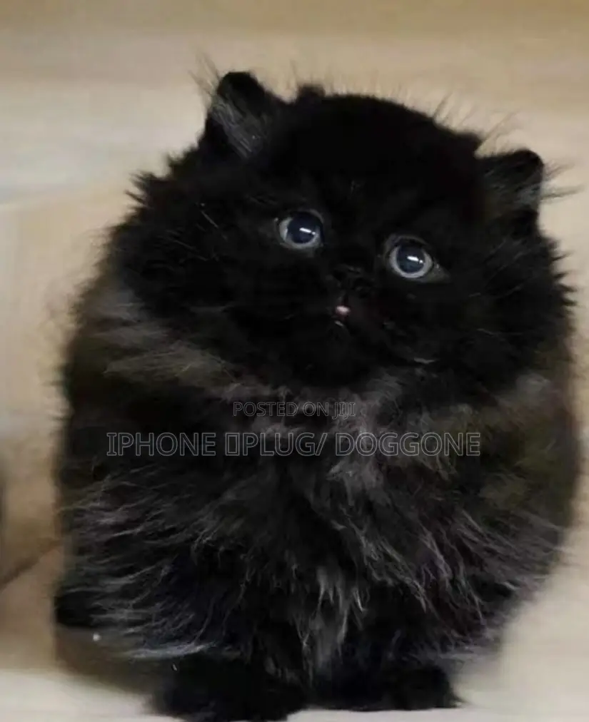 1-3 months Female Purebred Persian