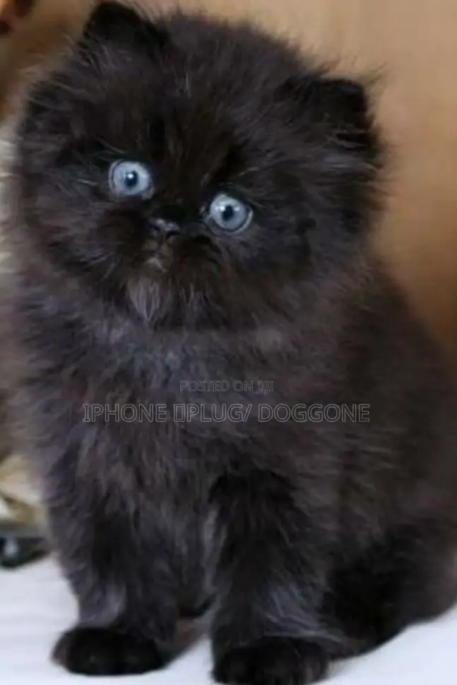 1-3 months Female Purebred Persian