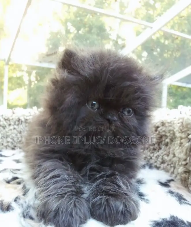 1-3 months Female Purebred Persian