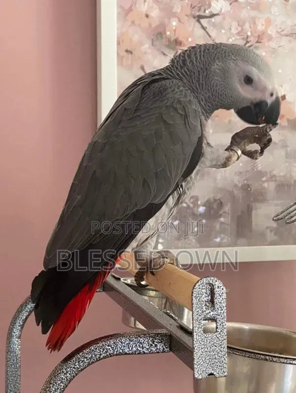 Africa Talking Bird Parrots