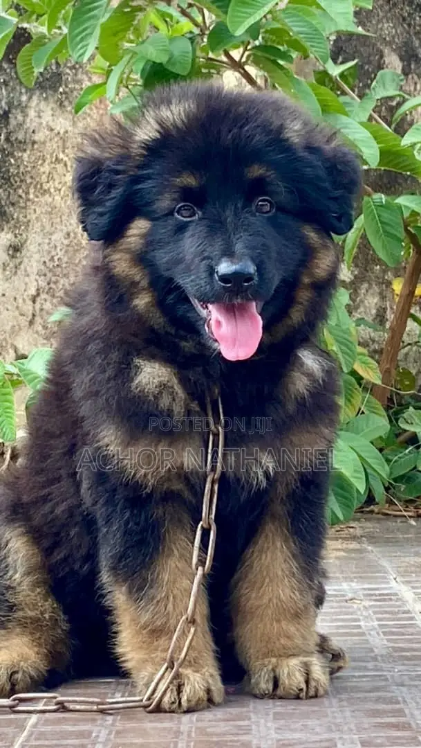 1-3 months Male Purebred German Shepherd