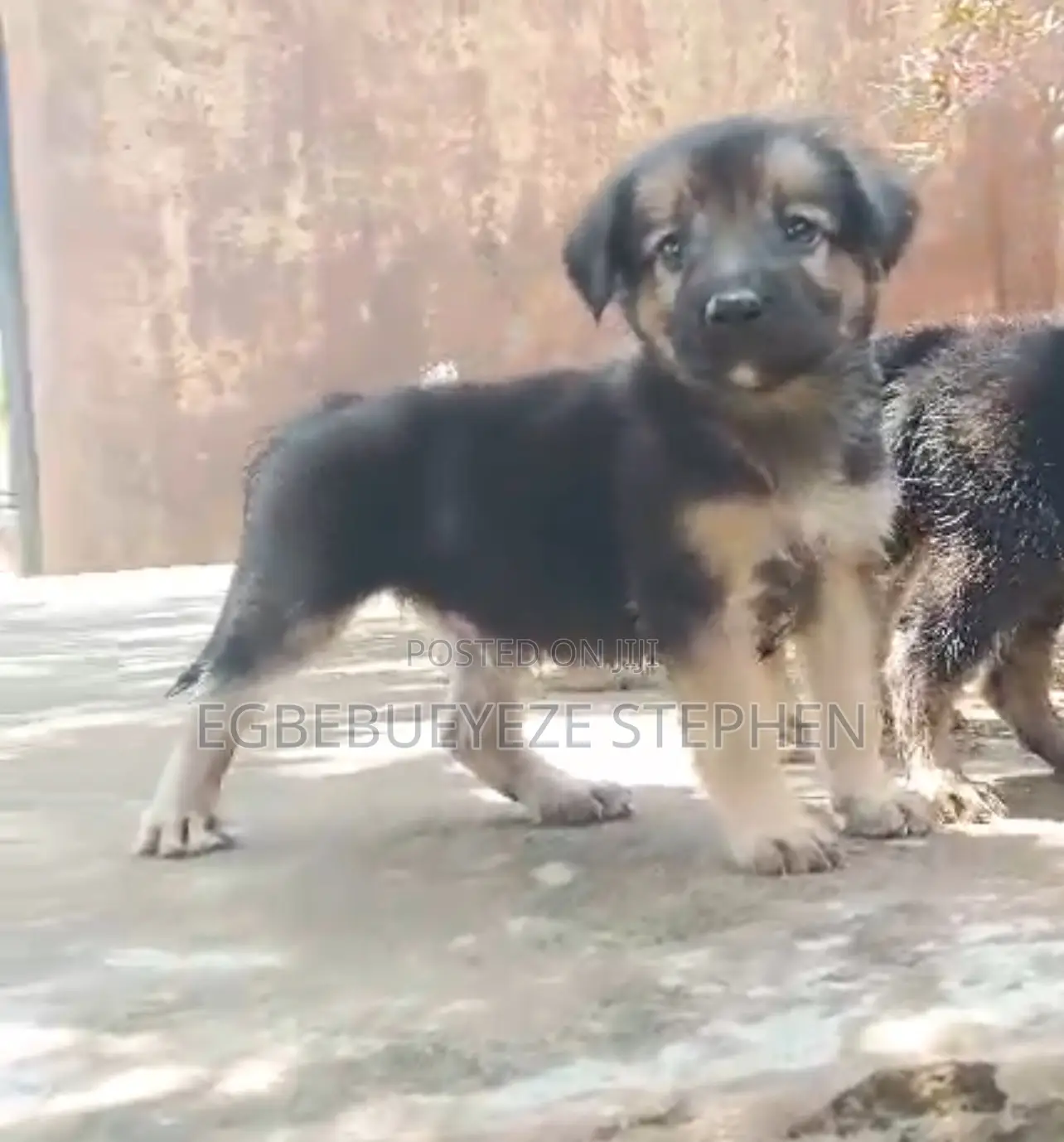 1-3 months Male Purebred German Shepherd