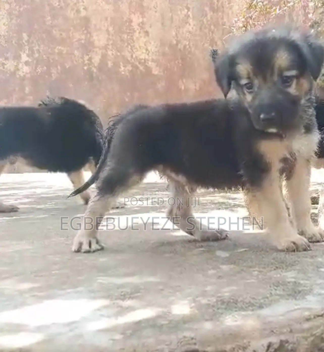 1-3 months Male Purebred German Shepherd