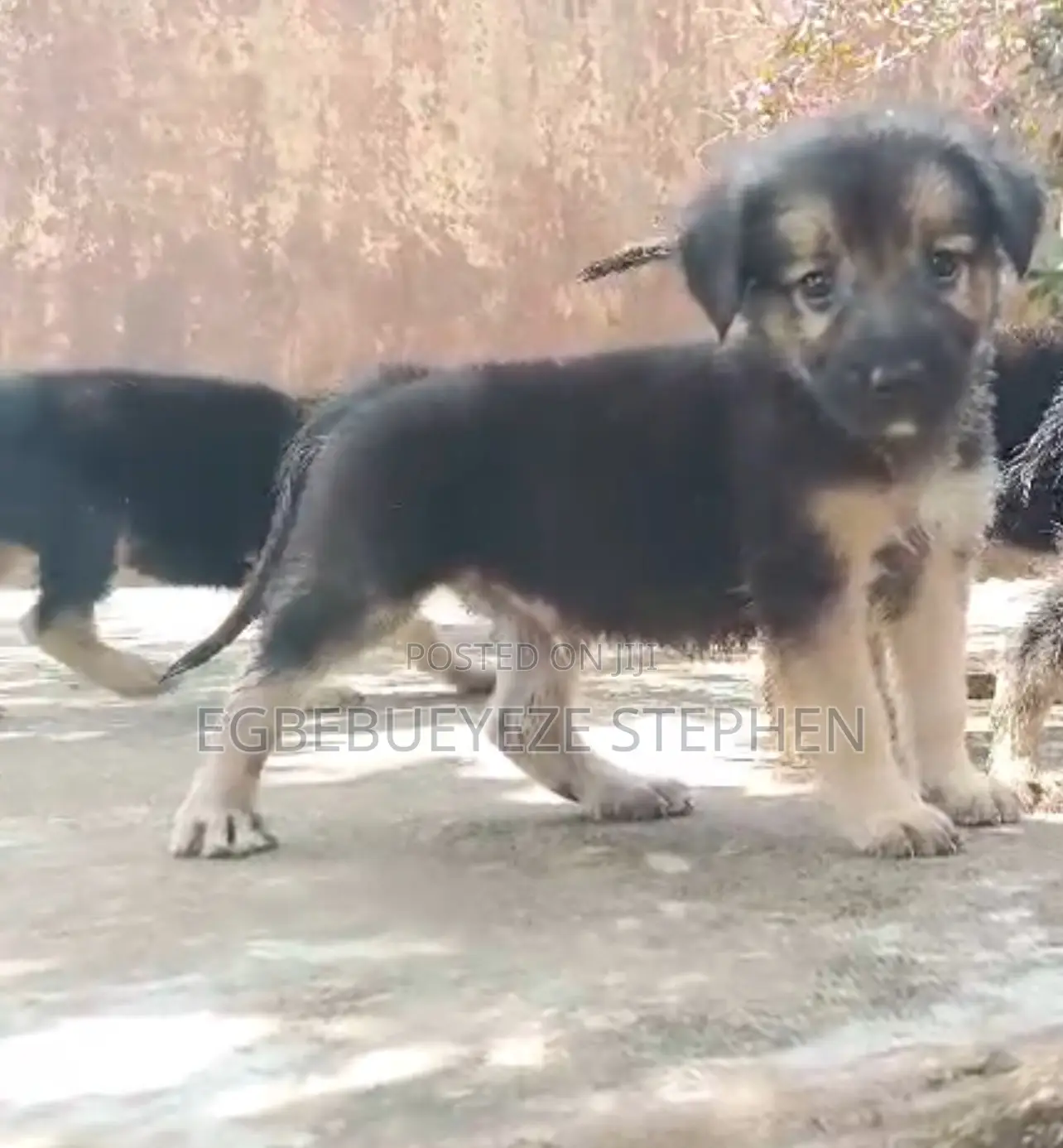 1-3 months Male Purebred German Shepherd