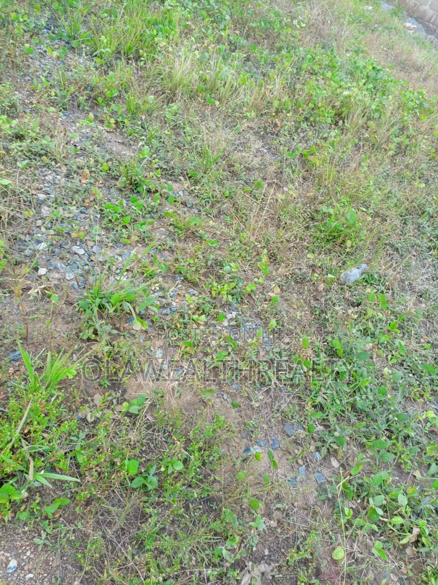 2,000sqm Green Area at Jahi