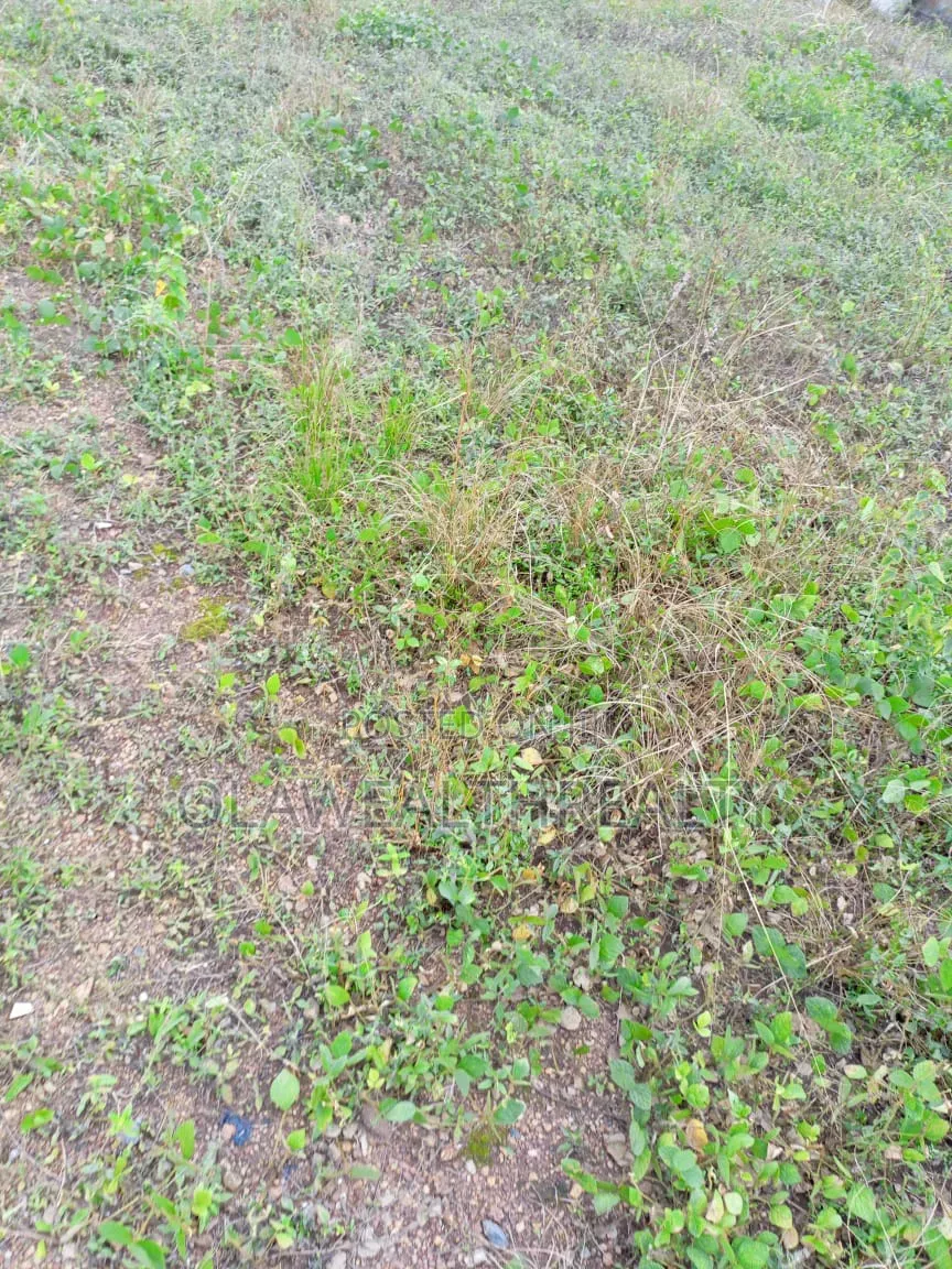 2,000sqm Green Area at Jahi