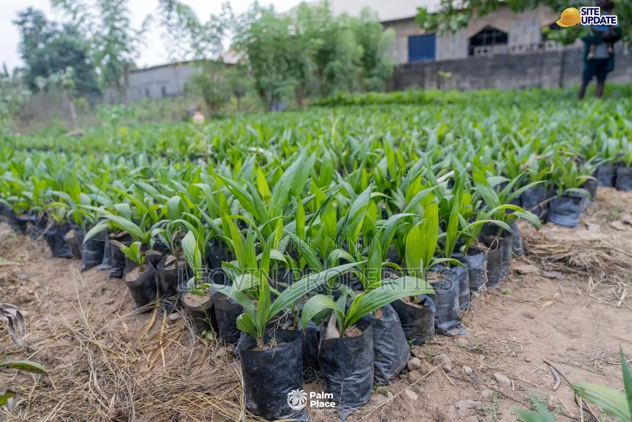 Farmland for Sale in Abeokuta | Ìtura Farms Nature Resort