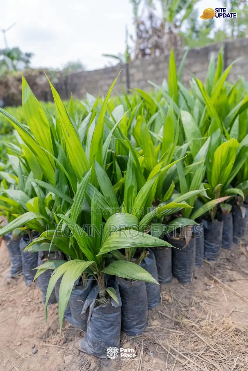Farmland for Sale in Abeokuta | Ìtura Farms Nature Resort