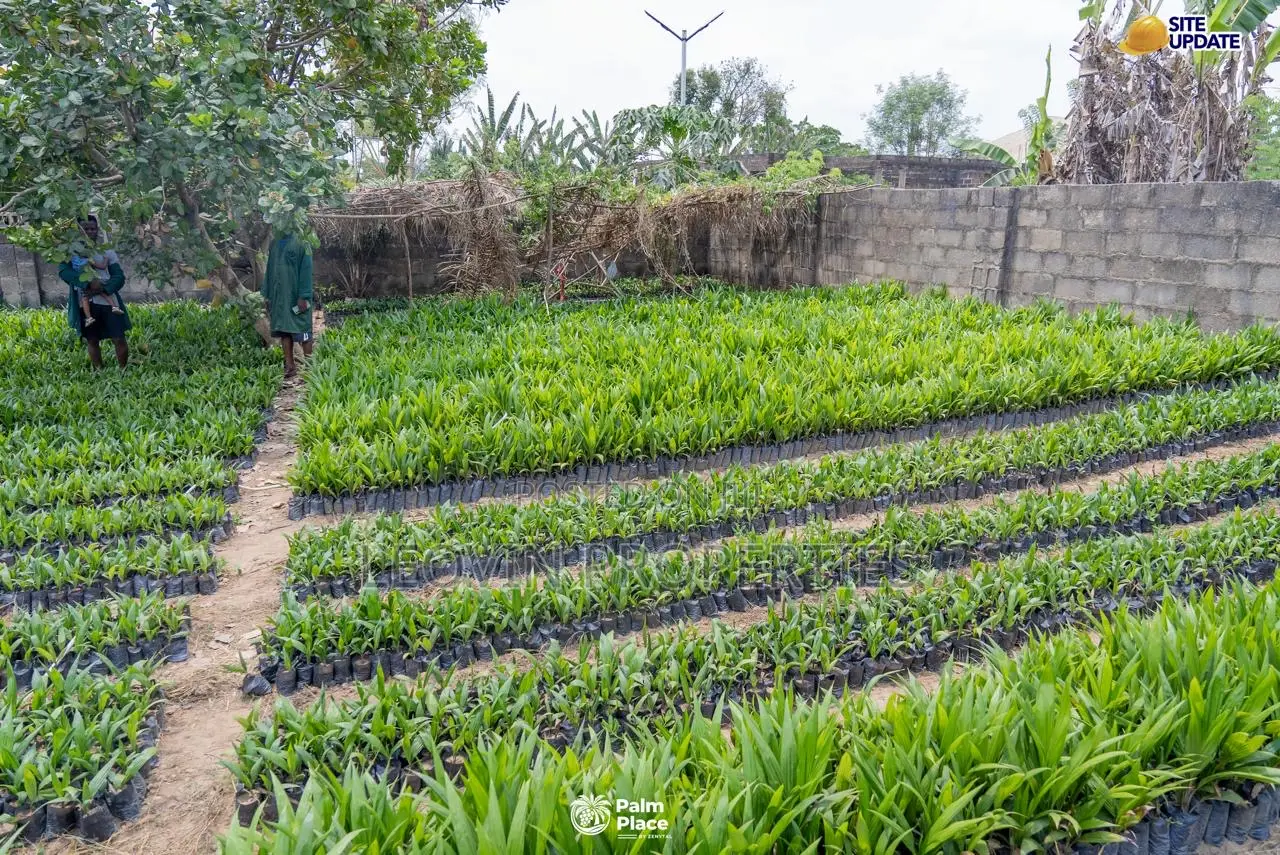 Farmland for Sale in Abeokuta | Ìtura Farms Nature Resort