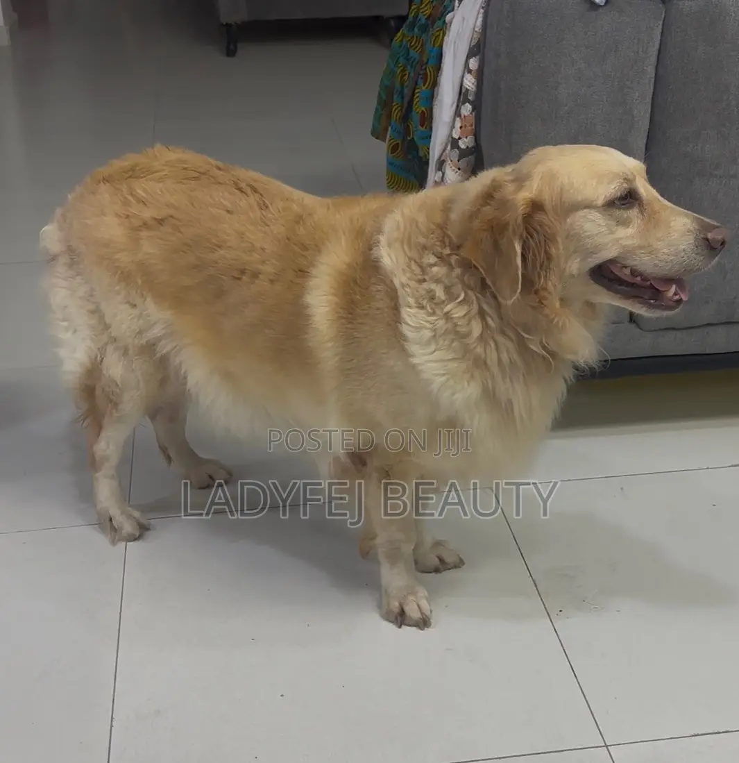1+ year Female Purebred Golden Retriever